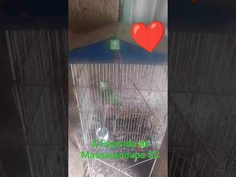 Massaranduba Santa Catarina ❤️😊🙏