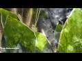 Azhake Nin Mizhineer Azhake Nin Malayalam Movie Songs Amaram Malayalam Romantic Film Songs