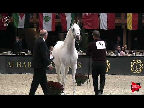 Ecaho European Show 2018 - Class 8