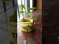 Aashadhi Ekadashi Tulsi Craft L Claycraft Diy Craft Sanjivaniarts More