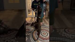 Video preview image #1 Boxer-Unknown Mix Puppy For Sale in Germantown, OH, USA