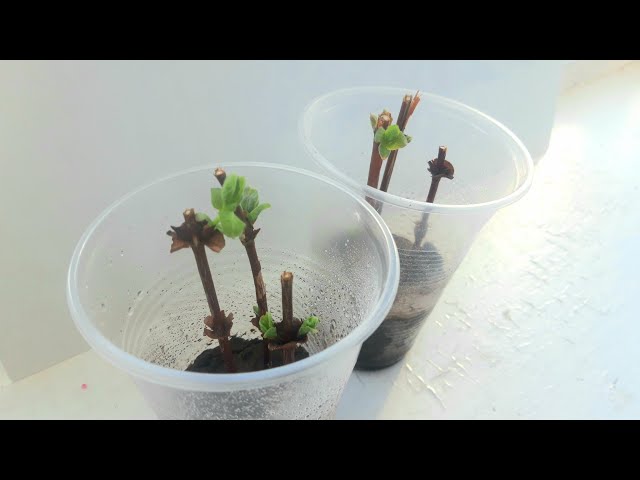 Youtube Video Youtube Video