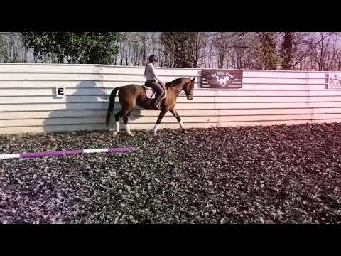 Dolcenero, Fidertanz x Negro