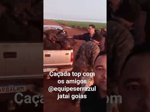 caça dos javalis em Jataí Goiás
