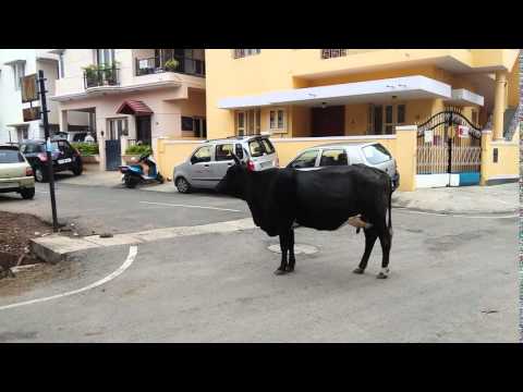 INDIAN SACRED COW - BANGALORE