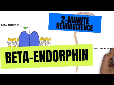2-Minute Neuroscience: Beta-Endorphin