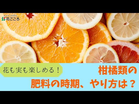 果樹に最適な肥料は何ですか