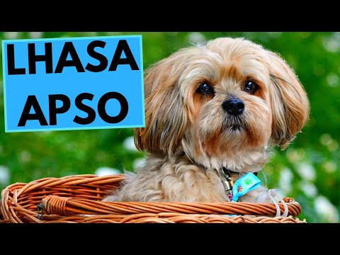 Lhasa Apso Dog Breed - Facts and Information