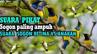 Download lagu suara pikat burung sogon paling ampuh mp3,suara betina kombinasi suara anakan.ampuh cepat ngumpul. mp3