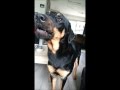 Balou De Zingende Hond