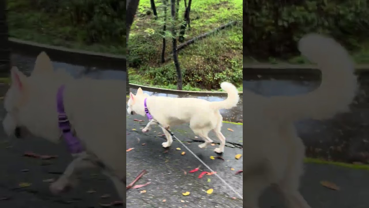 Luna, a ADOPTABLE mixed breed in San Francisco, CA video 1/6