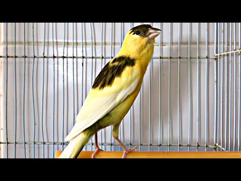 Your Canary will sing immediately after listening this training song of this strong canary 💪