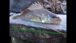 На что клюет зимой ерш