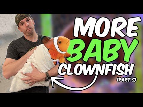 My Clownfish Spawning Like Crazy - Clownfish Breeding Series (Part 5)