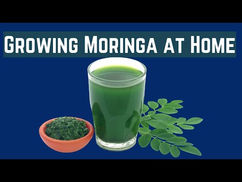Organic moringa powder, 1 kg