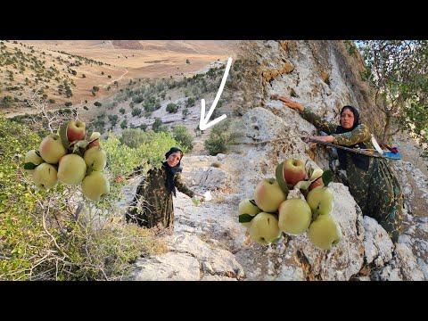 Grandma's long journey for mountain fruits: Zulma returns for fruit to figs in the wild rocks