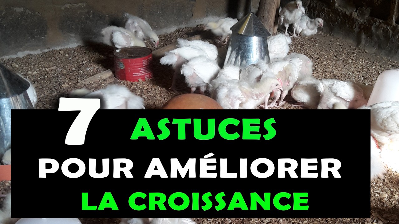POULET DE CHAIR : Voici 7 astuces infaillibles pour améliorer leur croissance