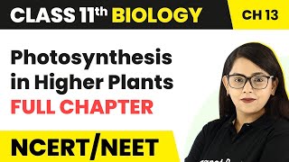 Photosynthesis in Higher Plants - Full Chapter Explanation |Class 11 Biology Chapter 13 | NCERT/NEET