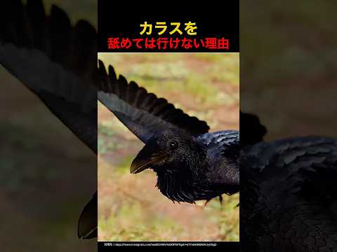 カラスをナメてはいけない理由😱