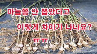 마늘쫑 안 뽑았다고 이렇게 차이가 나나요?-마늘 재배, 마늘 주아뽑기,마늘 대가 같은 것 중 마늘 쫑 제거와…