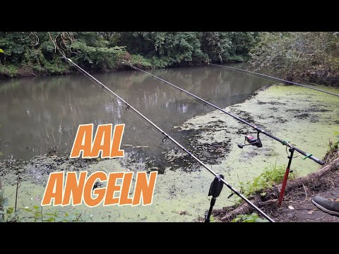 Aalangeln am kleinen Fluss,Spontanabbruch,Forellentackle #aalangeln #fluss #angeln 