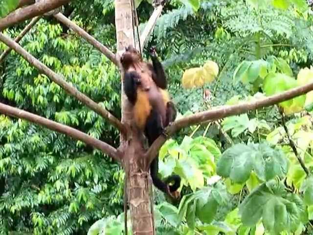 Play the Monkey Music at The Lattice House Vacation Villa in Dominical Costa Rica