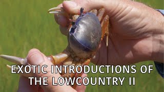 Coastal Kingdom | Season 5, Episode 4 – ‘Exotic Introductions of the Lowcountry II' | Full Episode