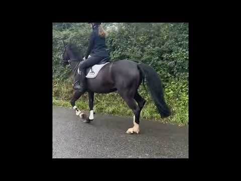 14.2 Pony For Sale - Image 2