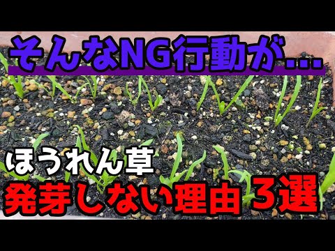 春に種や苗からほうれん草を播種するにはどうすればよいですか？何の品種ですか？  庭園