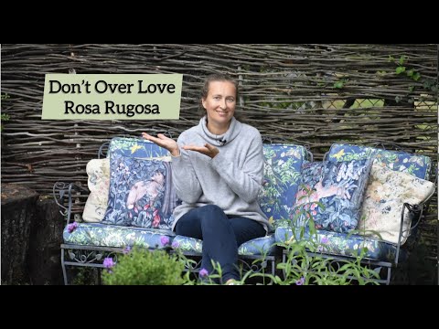How to Grow/Care for Rosa Rugosa