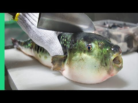 Giftig pufferfish på menuen