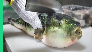 Eating Japan&#39;s POISONOUS PufferFish!!! ALMOST DIED!!! *Ambulance*