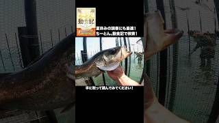 【ちーとん。動食記】を出版してから一年が経ちました！今もなおご好評いただいております！#ちーとん動食記