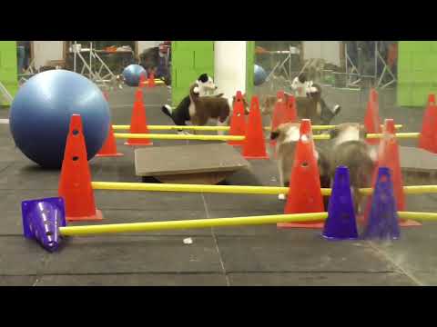 H1- litter of Silent Storm* 09.08.2023* 8 wonderful weeks