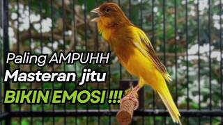 Download lagu KENARI GACOR Cuit CUIT BIRAHI UNTUK PANCINGAN & MASTERAN Kenari PAUD AGAR BUNYI mp3