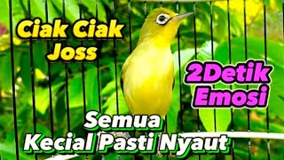 Download lagu CIAK CIAK JOSS PANCINGAN KECIAL KUNING SEMUA KECIAL PASTI NYAUT GACOR mp3 Download lagu CIAK CIAK JOSS PANCINGAN KECIAL KUNING SEMUA KECIAL PASTI NYAUT GACOR mp3