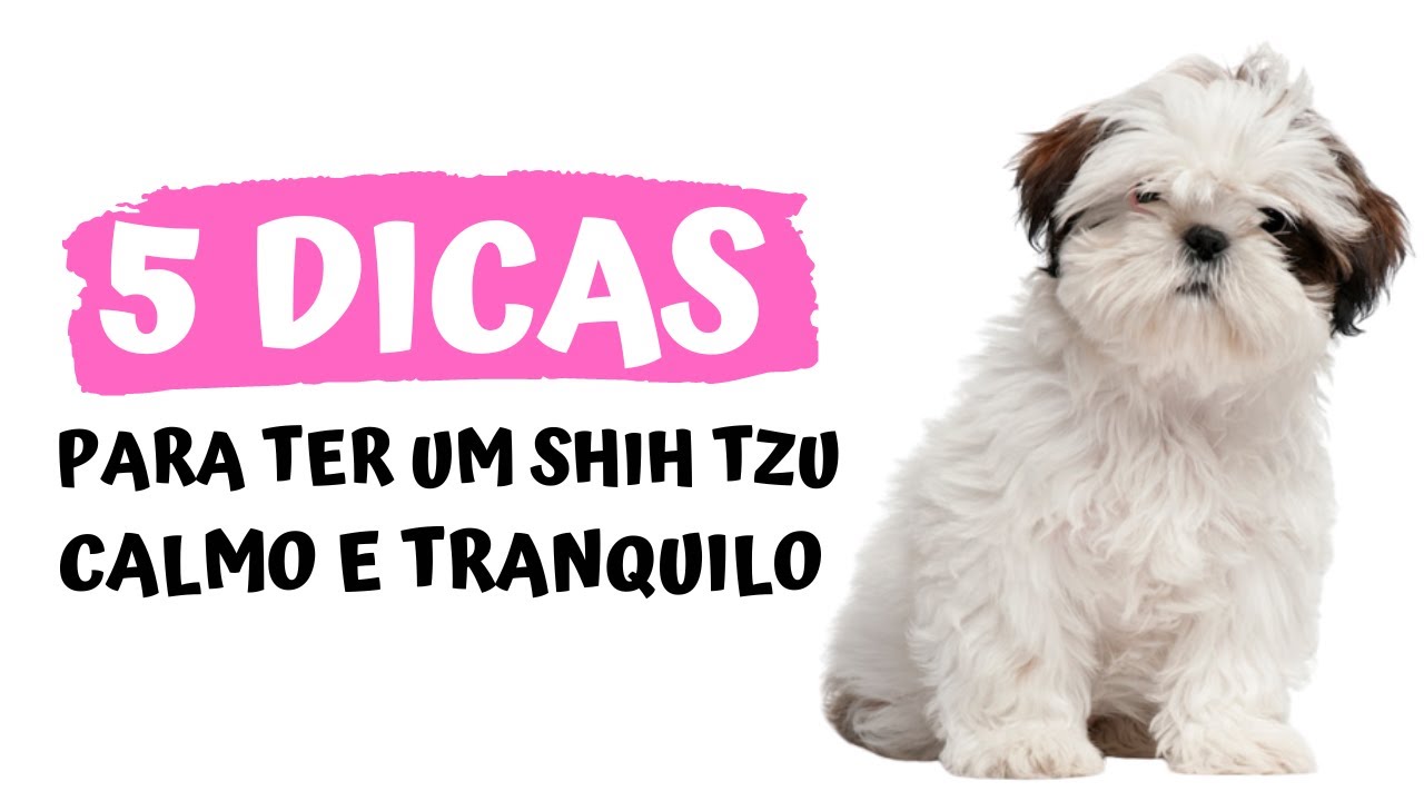 5 DICAS para ter um Shih tzu CALMO E TRANQUILO