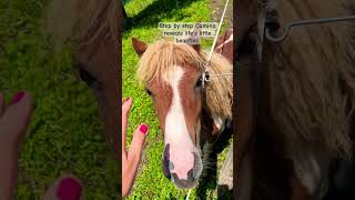 #horses #pferde #pferd #hourselover #caminodelnorte #realspain #camino #jakobsweg #bonito #pony