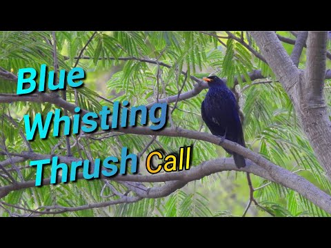 Hvízdač moriónový (Myophonus caeruleus) — video o speve a chove