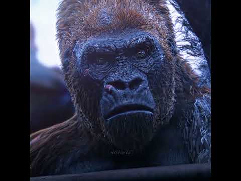 "That moment you saved the whole tribe!" War for the Planet of the Apes #shorts #edit