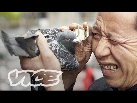 中国の大富豪鳩レーサー（本編 (China's Millionaire Pigeon Racers (Full Length))