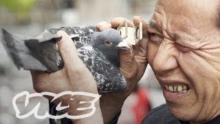 China's Millionaire Pigeon Racers (Full Length)