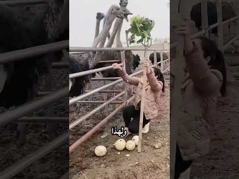لماذا تُعد سرقة بيضة النعامة مهمة مستحيلة؟ 🪺😱