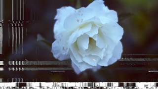 NATURAL SELECTION - Alice Glass - Fanmade videoclip