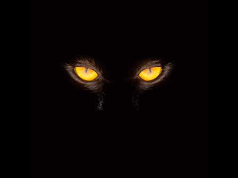 Жёлтые живые глаза кошки на черном фоне