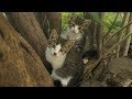 Little Kittens Live Under Bushes And Hissing At Me