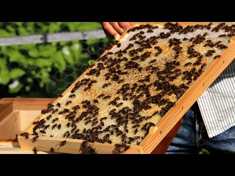 Honeycomb control for the dobar one-room hive