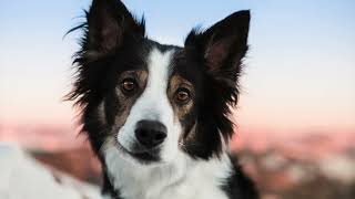 Felix Seventh Birthday