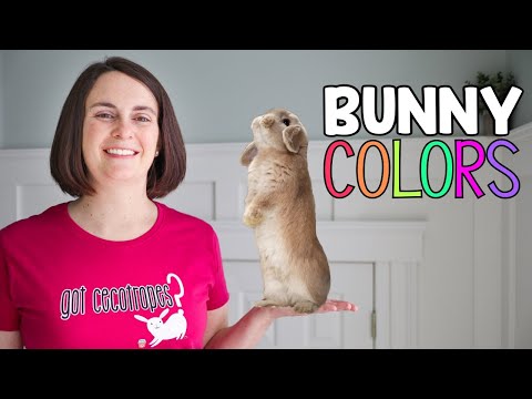 What Color is my Bunny?  Rabbit Color Guide!