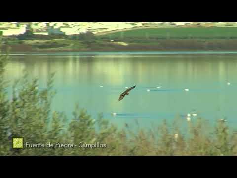 Fauna de la Gran Senda de M�laga